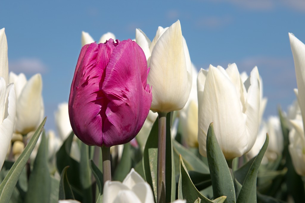 tulp tulpen tulipa natuur hdr tulpenbol liliaceae flora bloem bloemen voorjaar lente tulpenfestival keukenhof festival